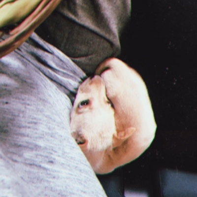 Babil Khan posts adorable pictures of his new pup.(photo:Instagram)