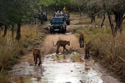 Remain silent during a safari